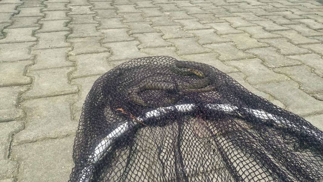 Yetkililer fileyle yakaladı, 3 hafta içinde çoğalacak! Adeta topraktan fışkırıyor, büyük patlama yaşanmasından korkuluyor 8